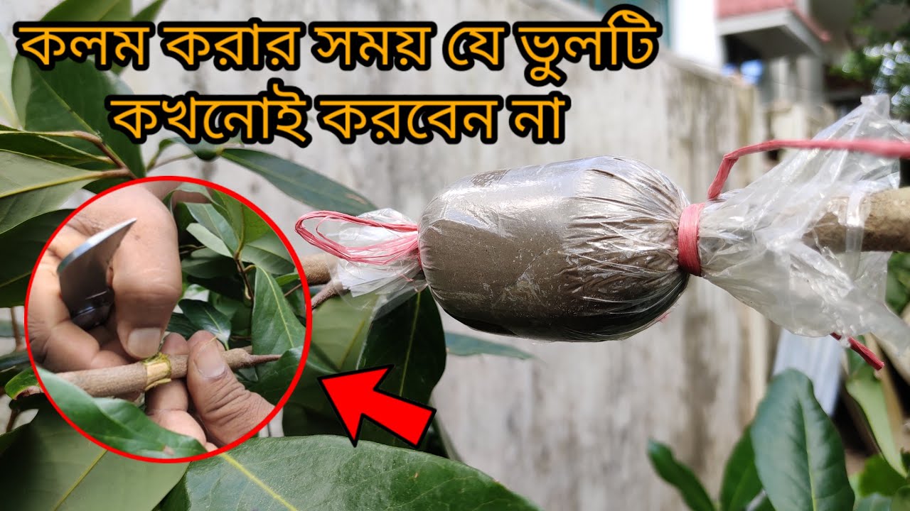 লিচু গাছে কলম করার নিয়ম |গুটি কলম করার পদ্ধতি | How to Air Layer in Lychee Tree