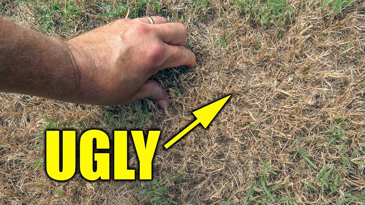Fixing Ugly Bermuda Lawn