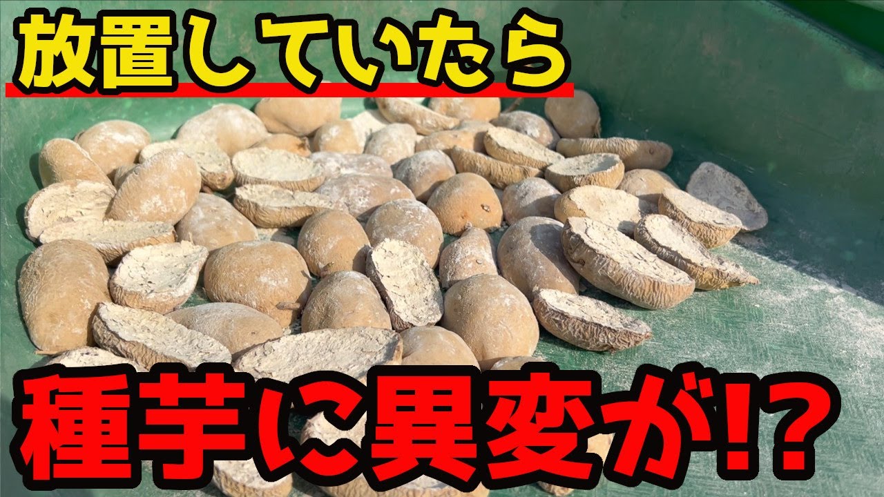 【じゃがいも】放っておいた種芋がとんでもないことになっていました...【家庭菜園】