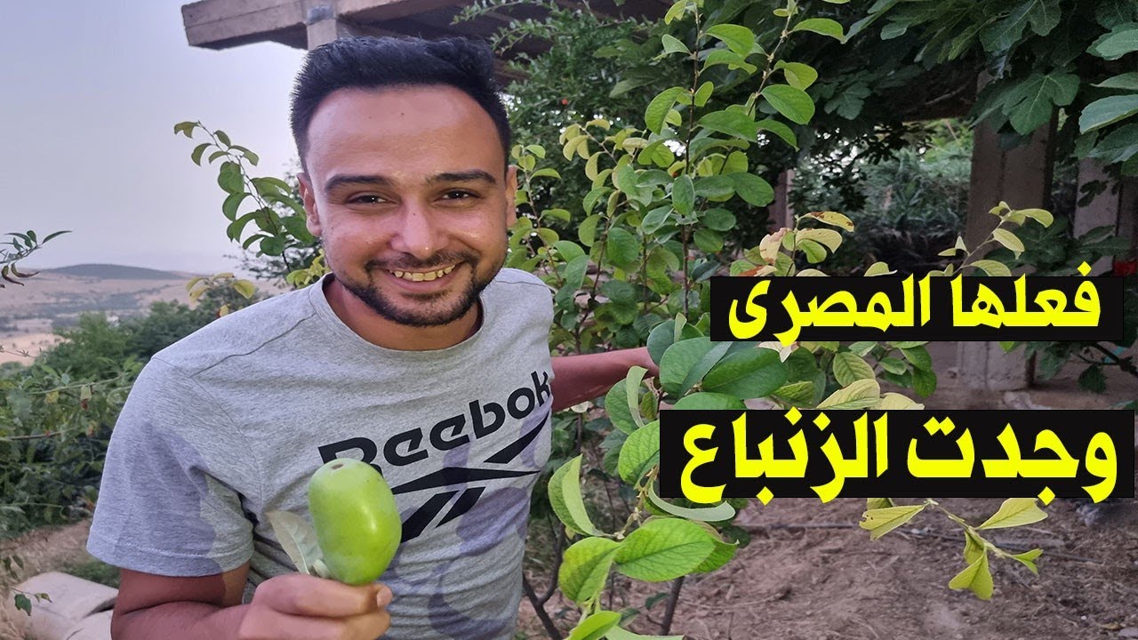 لحظة وصول المصرى محمود حجازى للزنباع وين ينباع فى الجزائر