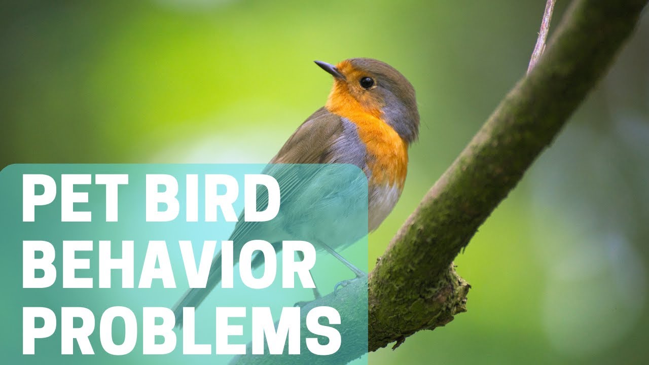 Pet Bird Behavior Problems