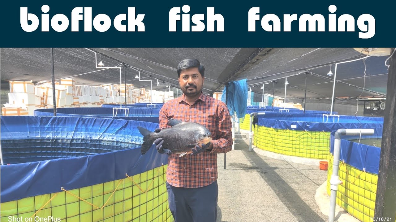 biofloc fish farming in Pune | कमी जागेत लाखोंची कमाई - मत्स्यपालन