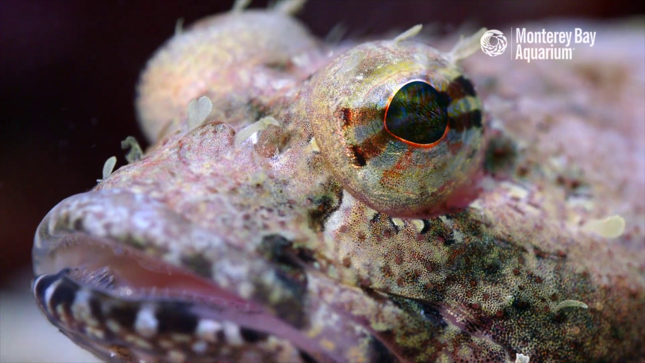 Did Someone Say Tide Pool Party?! | The Critter Corner