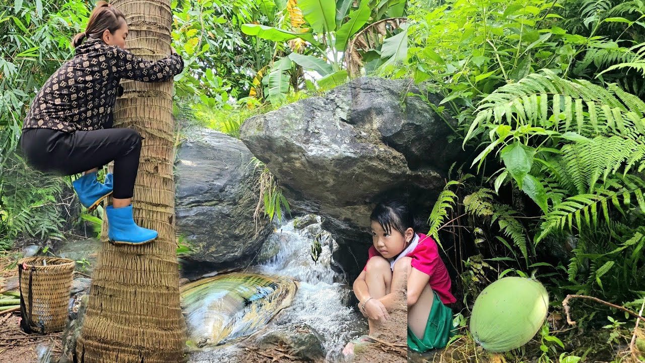 Mother and daughter go to harvest coconuts and mussels to sell.