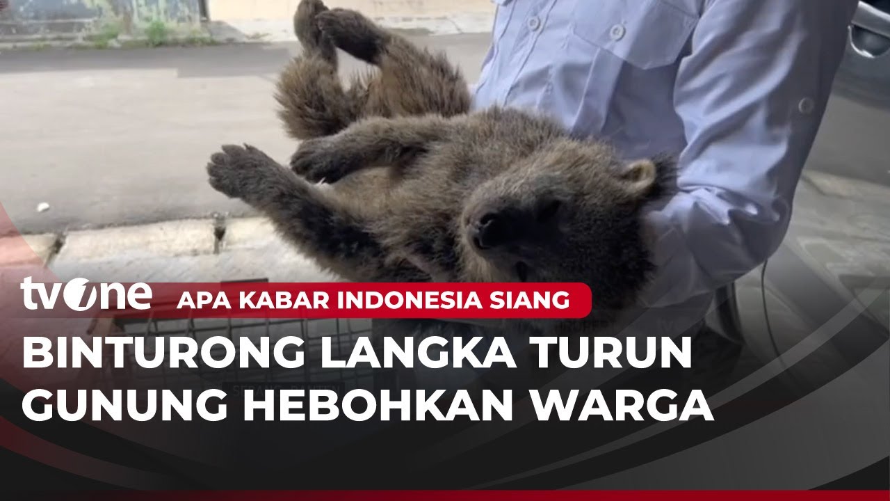 Binturong Langka Ditemukan di Permukiman Warga Pandeglang | AKIS tvOne