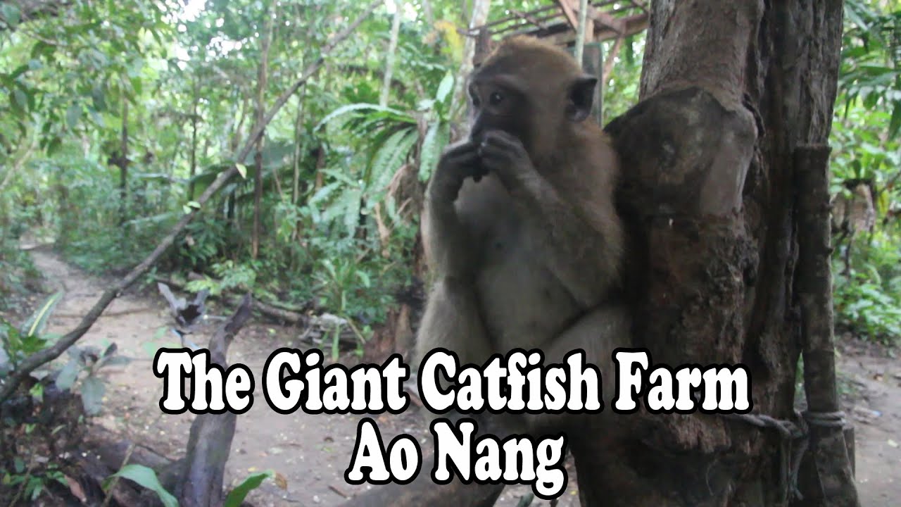 Giant Catfish Farm, Ao Nang, Krabi, Thailand