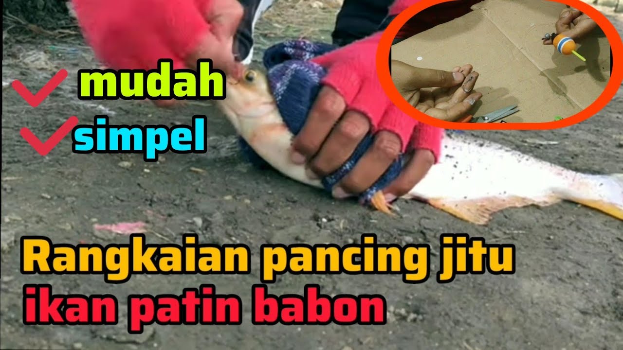 Rangkaian pancing ikan patin pakai pelampung anti boncos terbaru