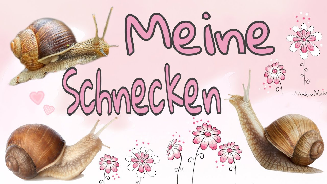 Meine Schnecken🐌Aufzucht Becken einrichten und ein paar Informationen #schnecken #terraristik #info