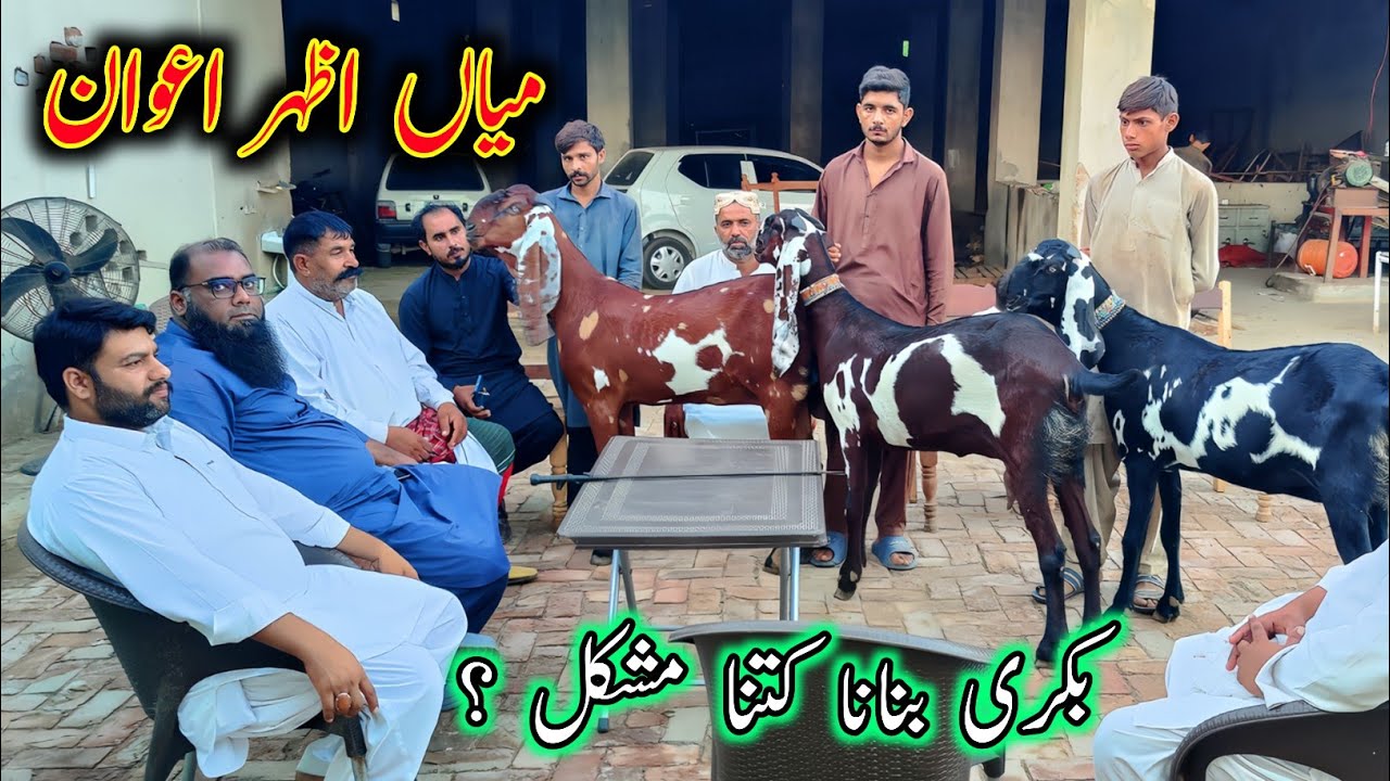 میاں اظہر اعوان سے بکری کے متعلق گپ شپ