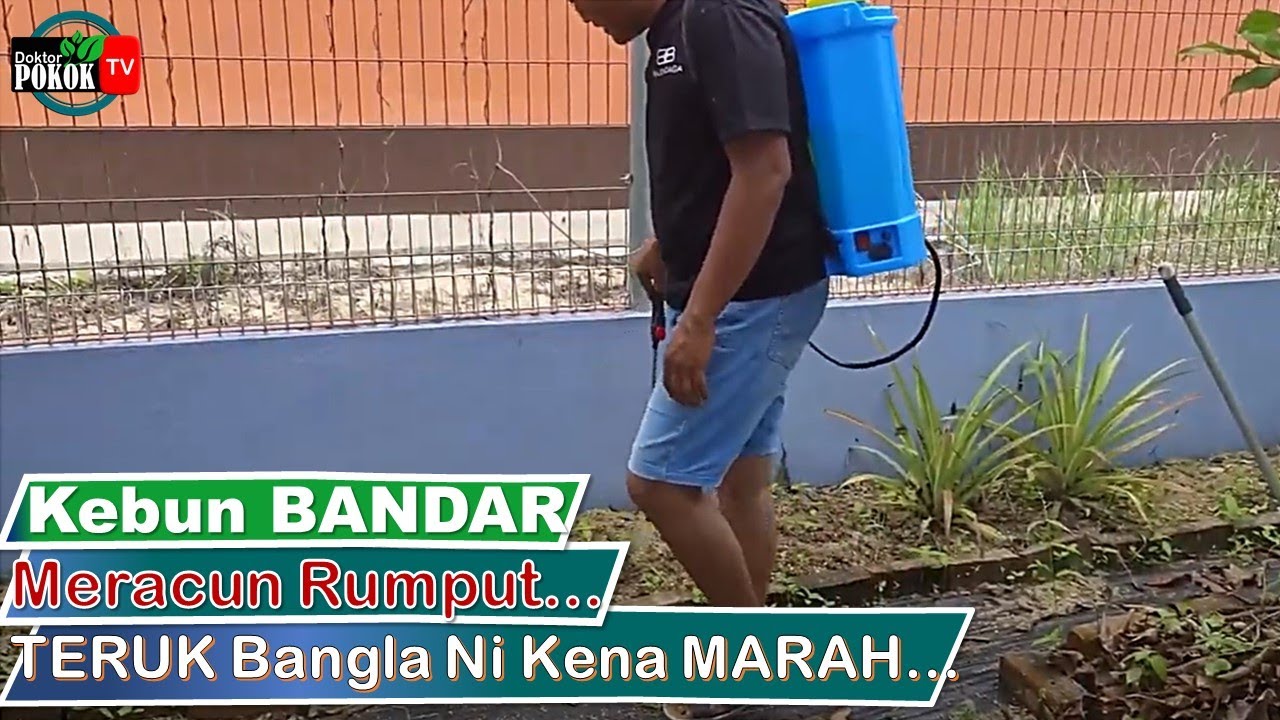 [ Kebun BANDAR ] Meracun KEBUN Sayur Keliling Rumah (Video #1) I Upah BANGLA Malaysia Hehehe