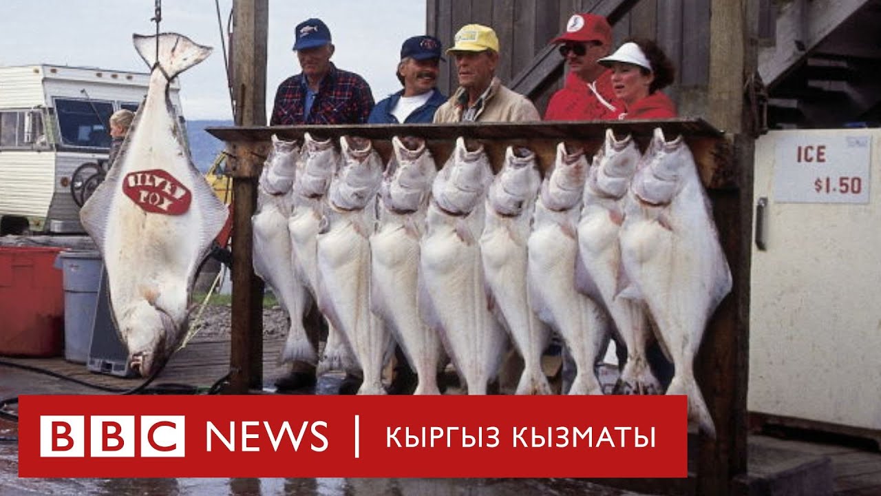 Аляскадагы балык фермада иштеген мигранттар - BBC Kyrgyz