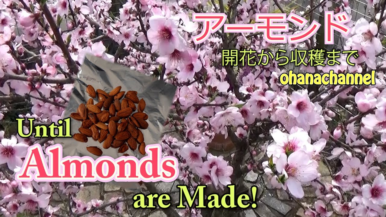 アーモンド🌸開花から収穫まで❕Almond From flowering to harvest🌳
