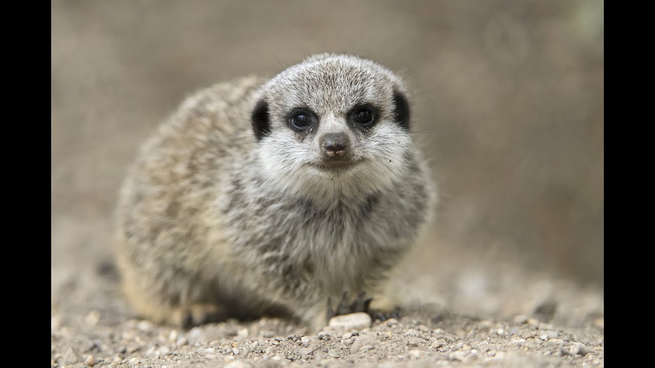 Erdm&auml;nnchen-Jungtier | Tiergarten Sch&ouml;nbrunn