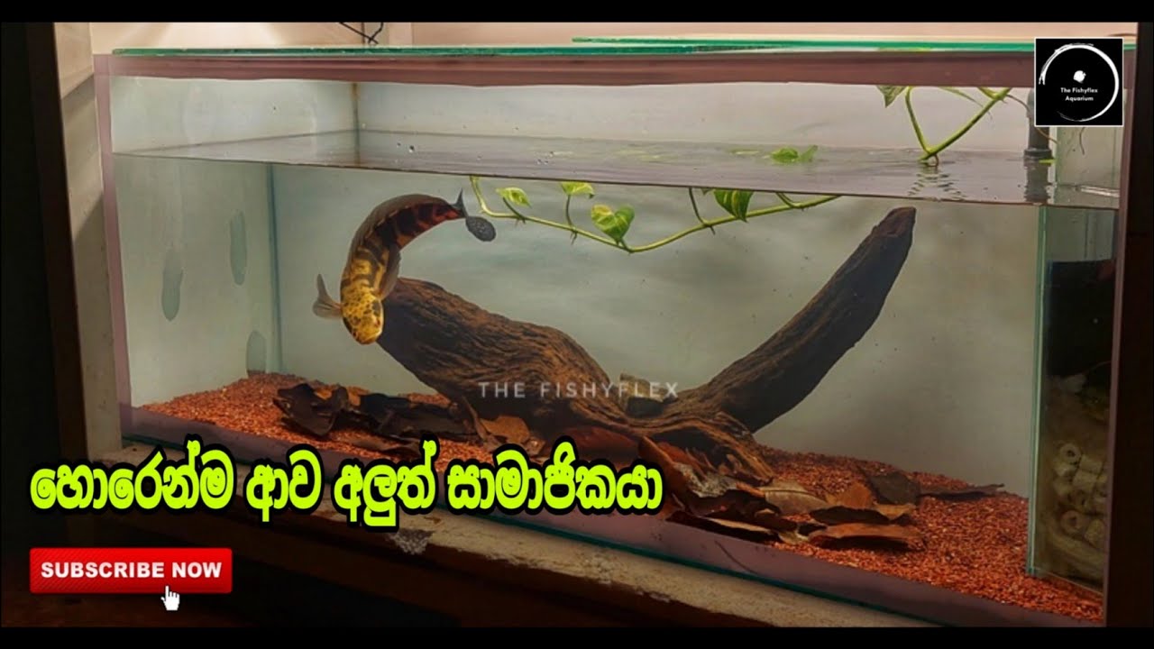 හොරෙන්ම ආව නව සාමාජිකයා - #VLOG_38 | The Fishyflex