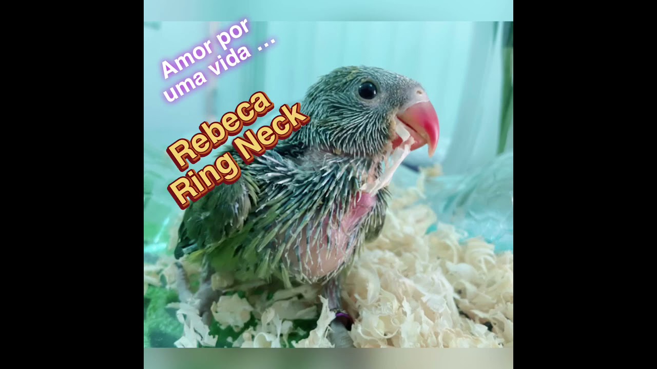 Criando um filhote de Ring Neck - fases entre 1 e 54 dias &hellip;