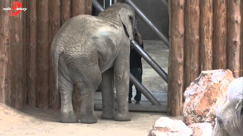 Zima w słoniarni - Nowe Zoo w Poznaniu. Radio Merkury było w zoo!