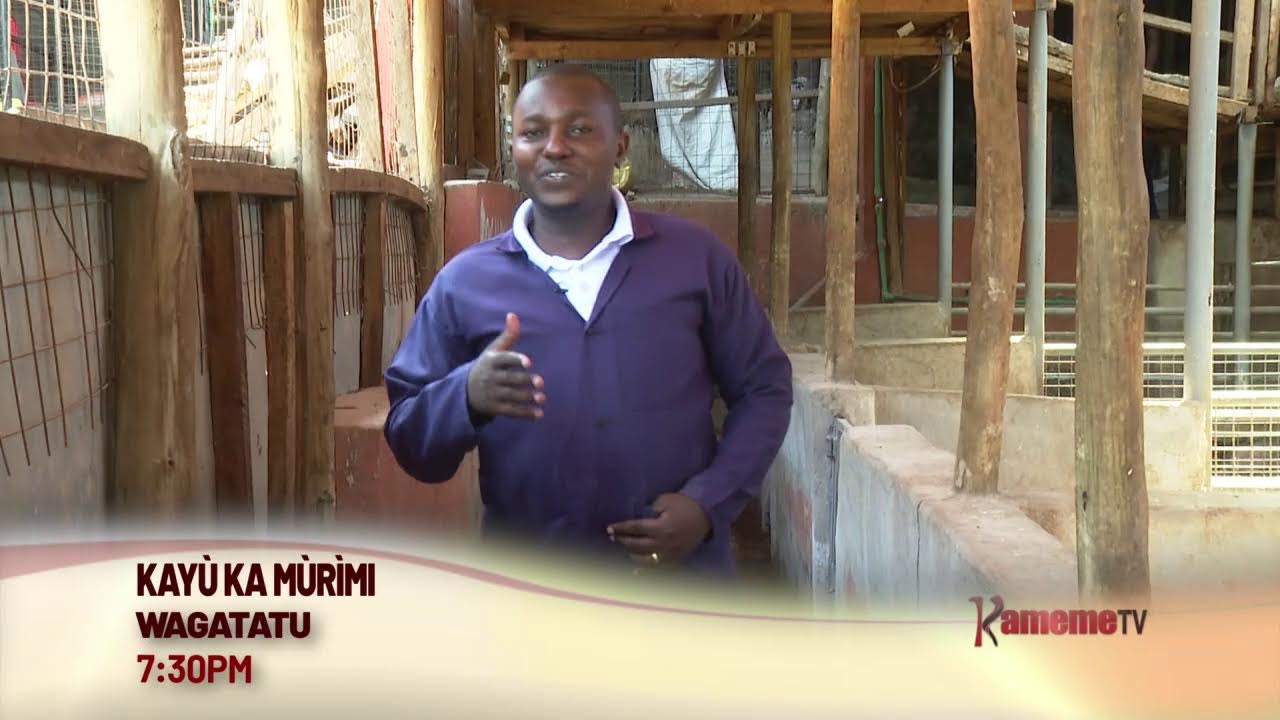 #KamemeMaturaini