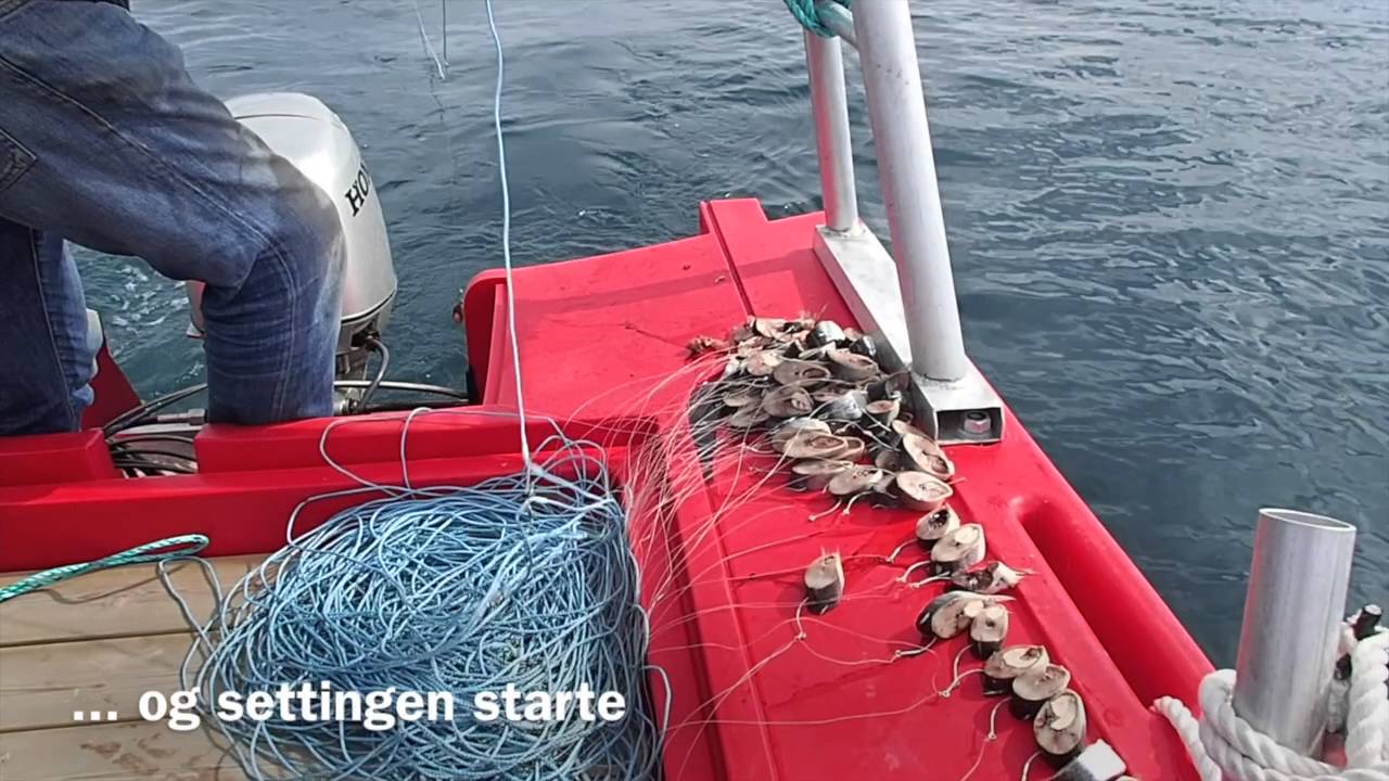 Ut å fiske kveita med gangvad - del 1