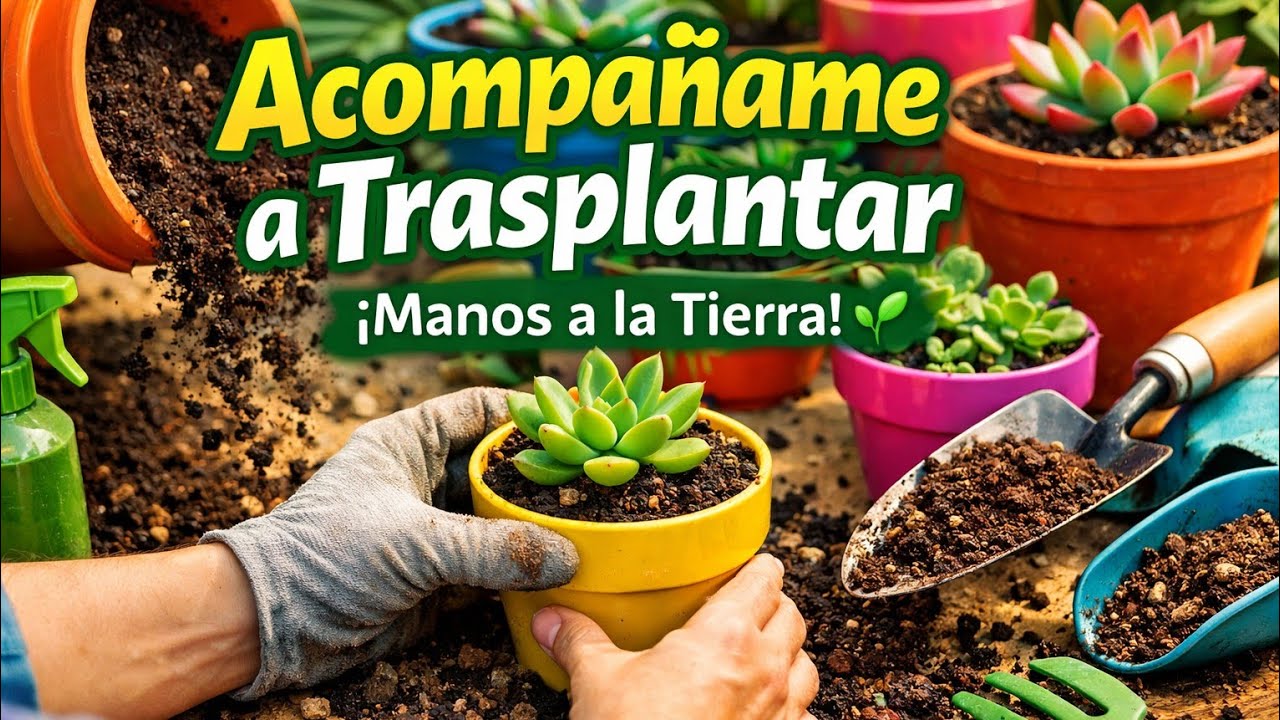 Acompáñame a trasplantar.