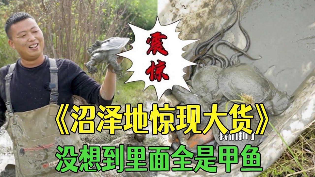 沼澤地裏驚現大貨，看著不起眼沒想到裏面全是甲魚#三農 #戶外 #我要上熱門 #小飛哥 #農村生活  #抓魚vlog