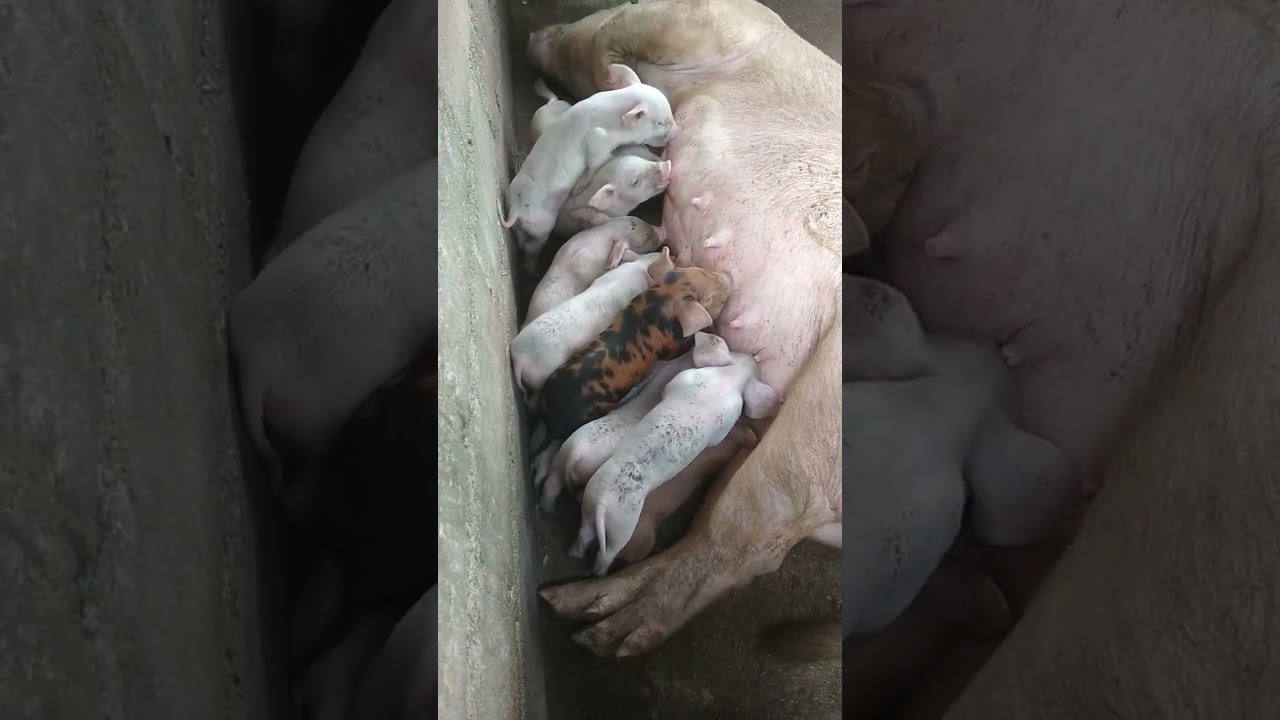 anak babi lendris berebut air susu