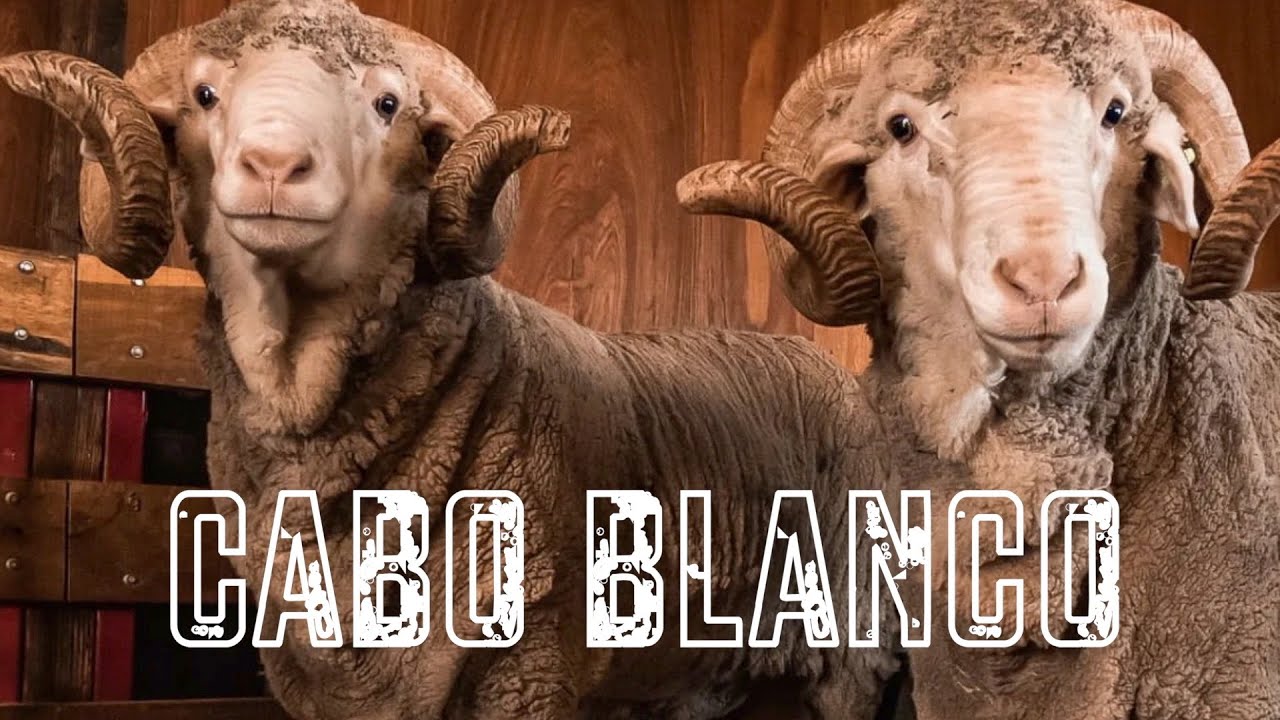 CABAÑA CABO BLANCO, Raza Merino.