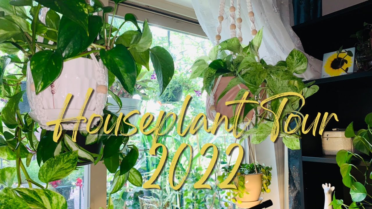 Fall Houseplant Tour 2022 | Plant Collection in a Mini Apartment