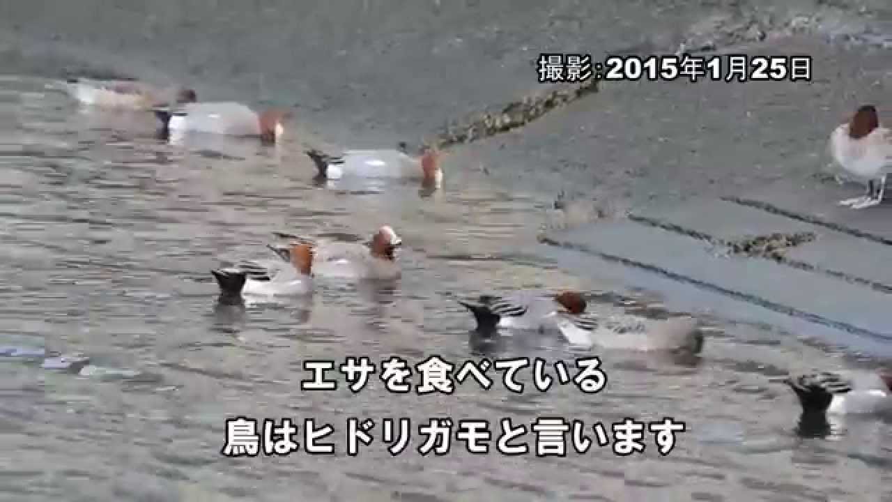 生きものチャンネル　三滝川河口_ヒドリガモ