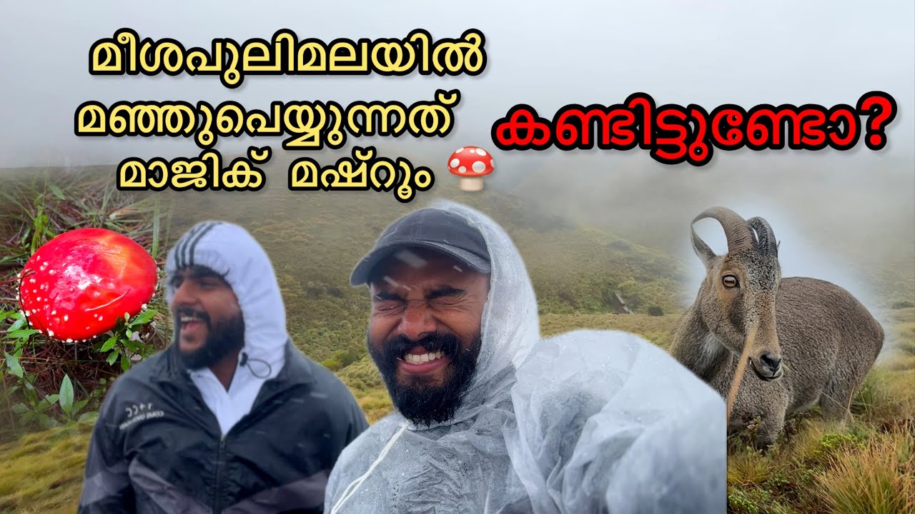 Meesapulimala Trekking,Munnar.കേരളത്തിലെ ഏറ്റവും ഉയരത്തിലുള്ള സ്റ്റേ റോഡോ മാന്ഷൻ. 8,724 ft