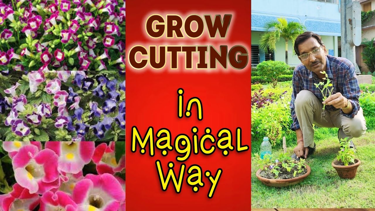 Grow Cuttings of TORENIA in a Magical Way, No Rooting Powder Needed.