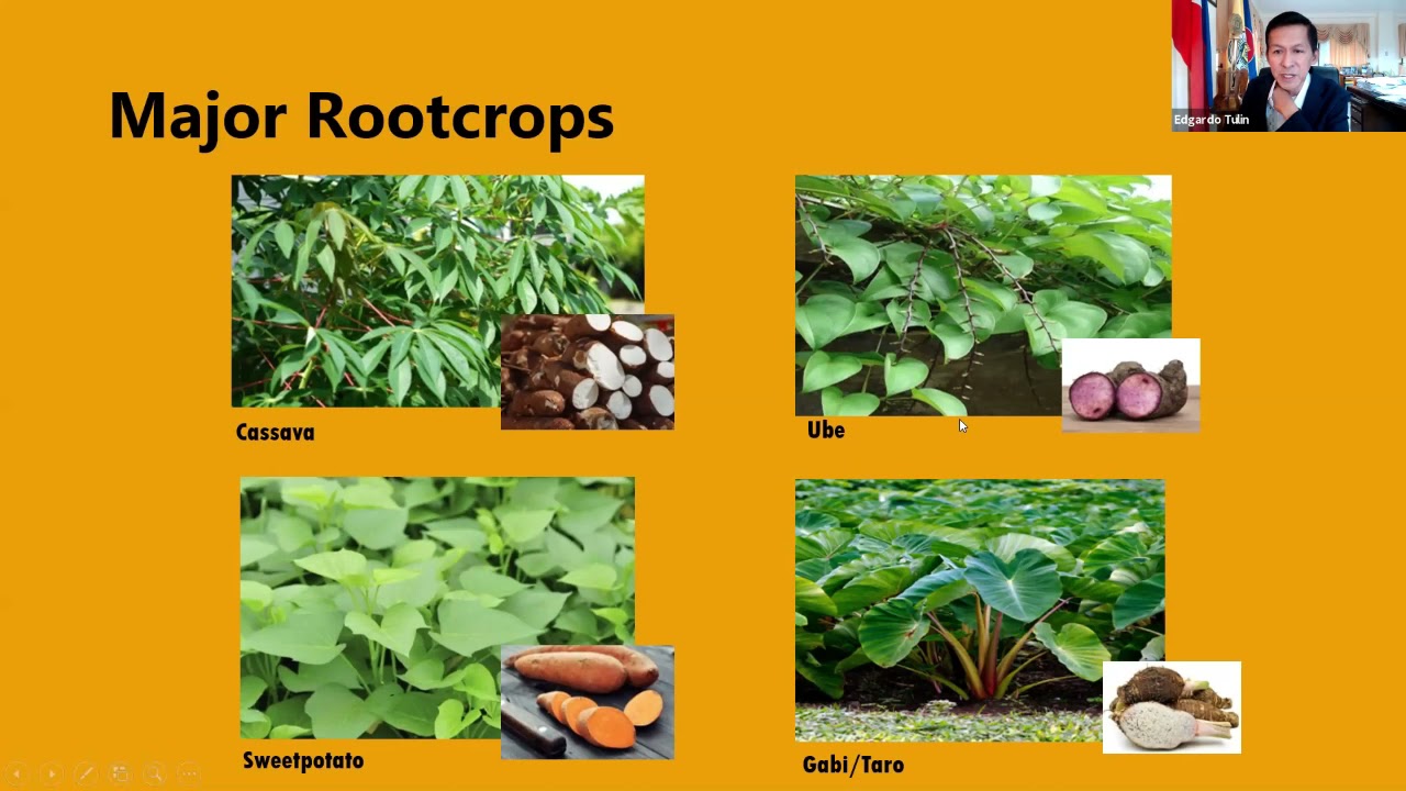 Episode 32: The Philippine Root Crop Industry: Status and Breakthroughs