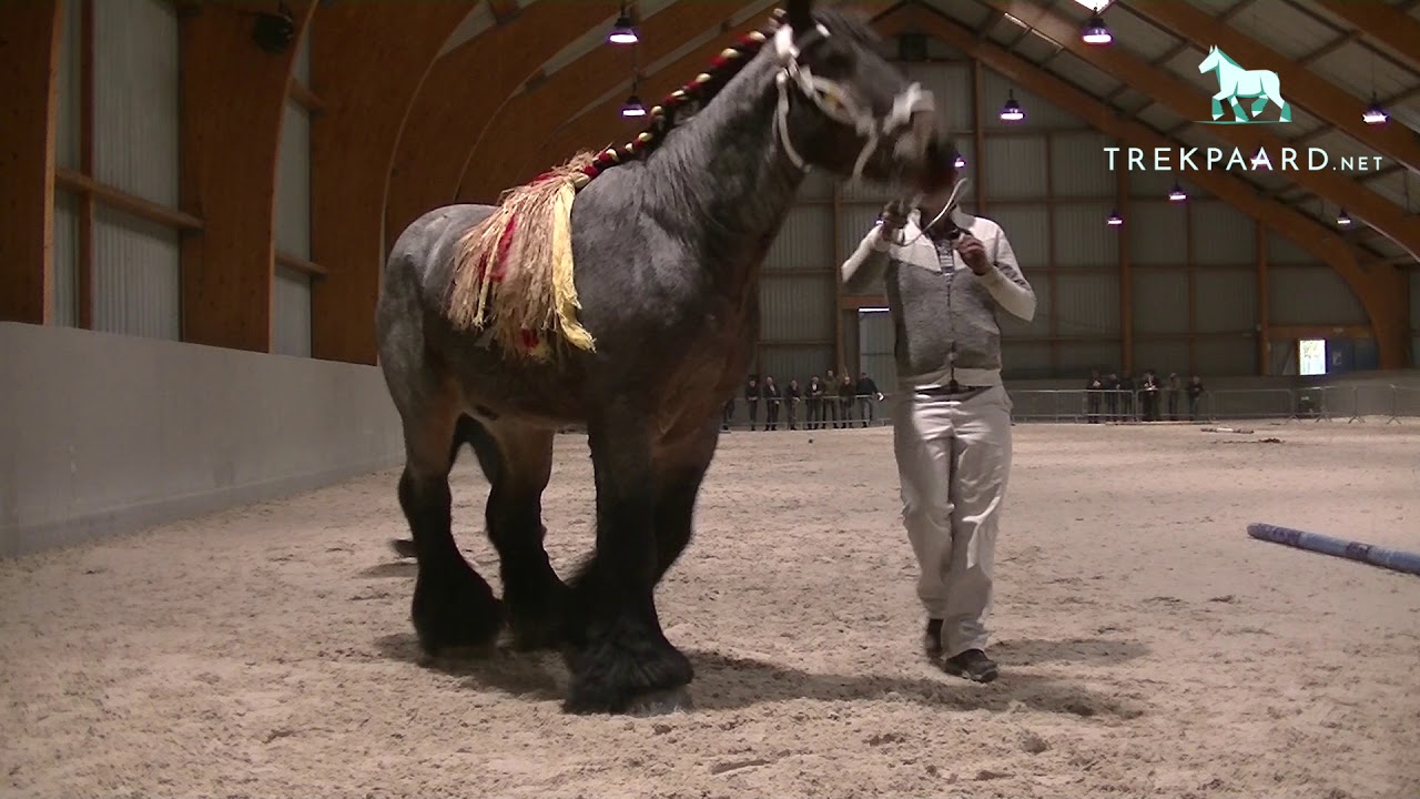 Belgian Brabant Draft Horse Stallion selection show Ghlin 2019 -- Stallions °2105