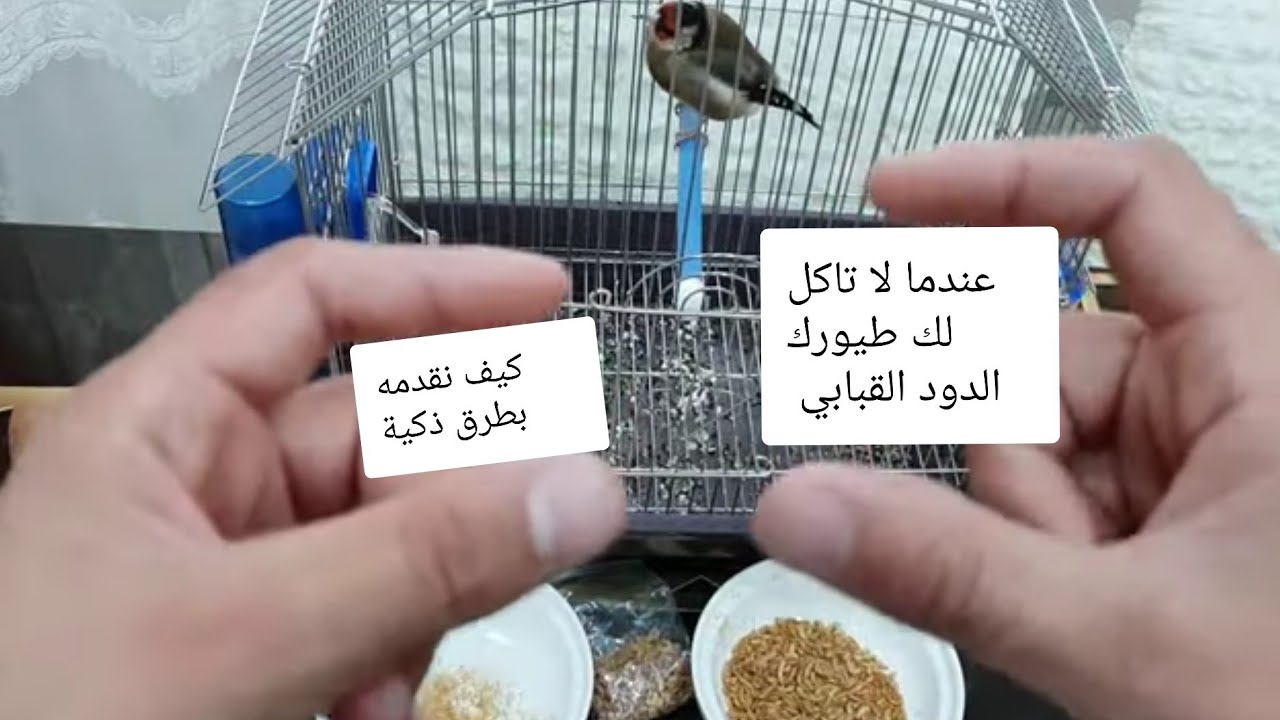 فوائد الدود للحسون والكناري وتعويضه للبيض المسلوق في غيار الريش والتزاوج ومشكل عدم اكله كيف نحفزهم؟
