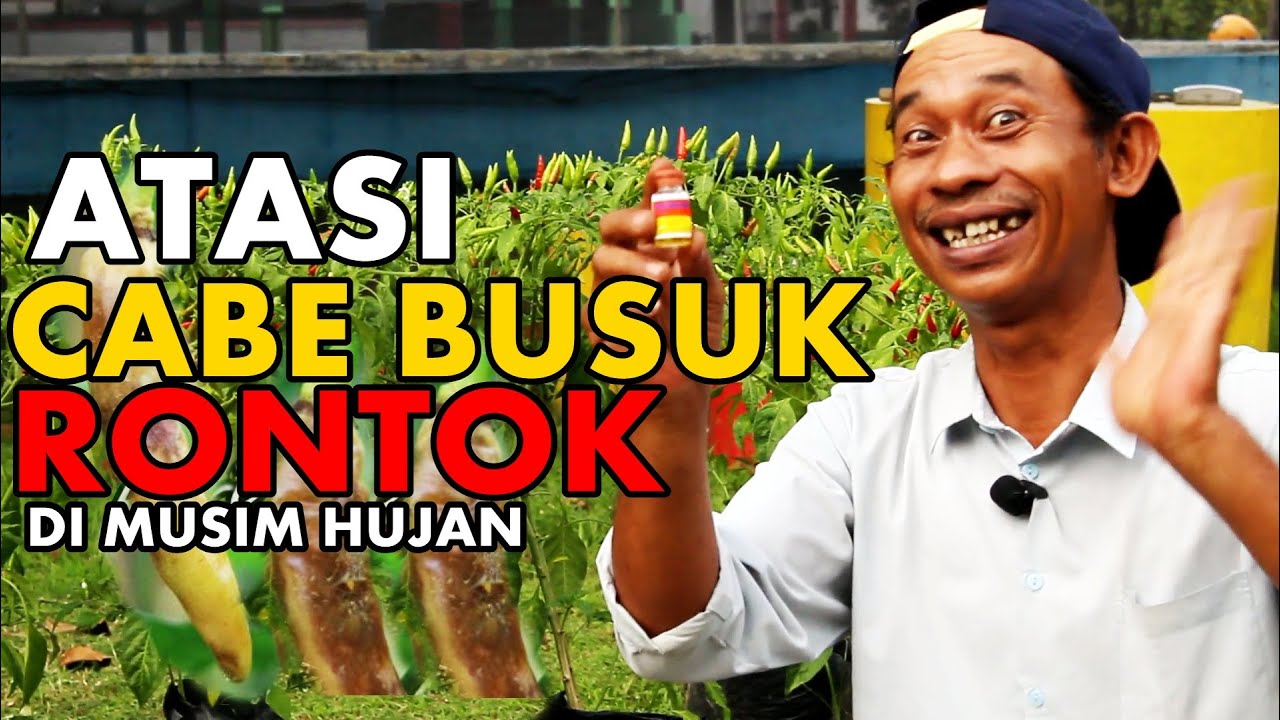 Buah Cabe Rontok dan Busuk Di Musim Hujan, Ini Solusinya