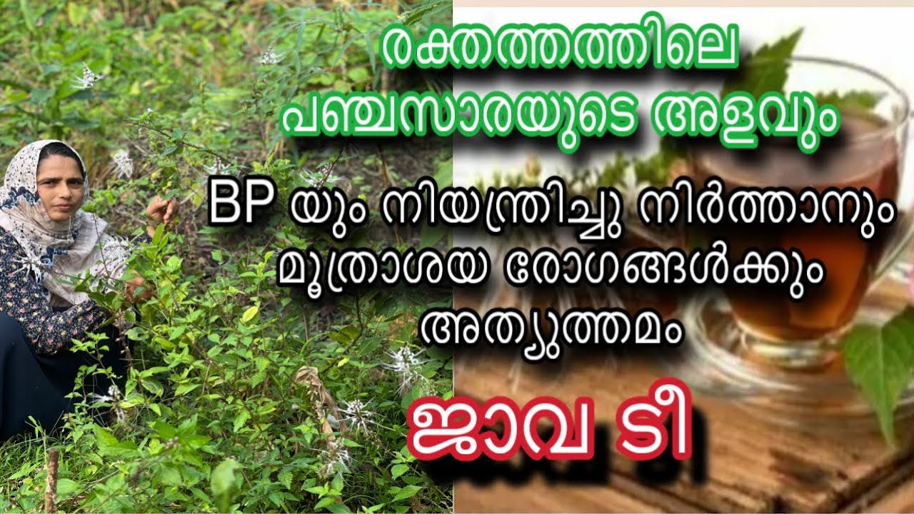 ജാവ ടീ | ഷുഗറും BP യും നിയന്ത്രിച്ചു നിർത്താനും മൂത്രാശയ രോഗങ്ങൾക്കും അത്യുത്തമം | Java Tea