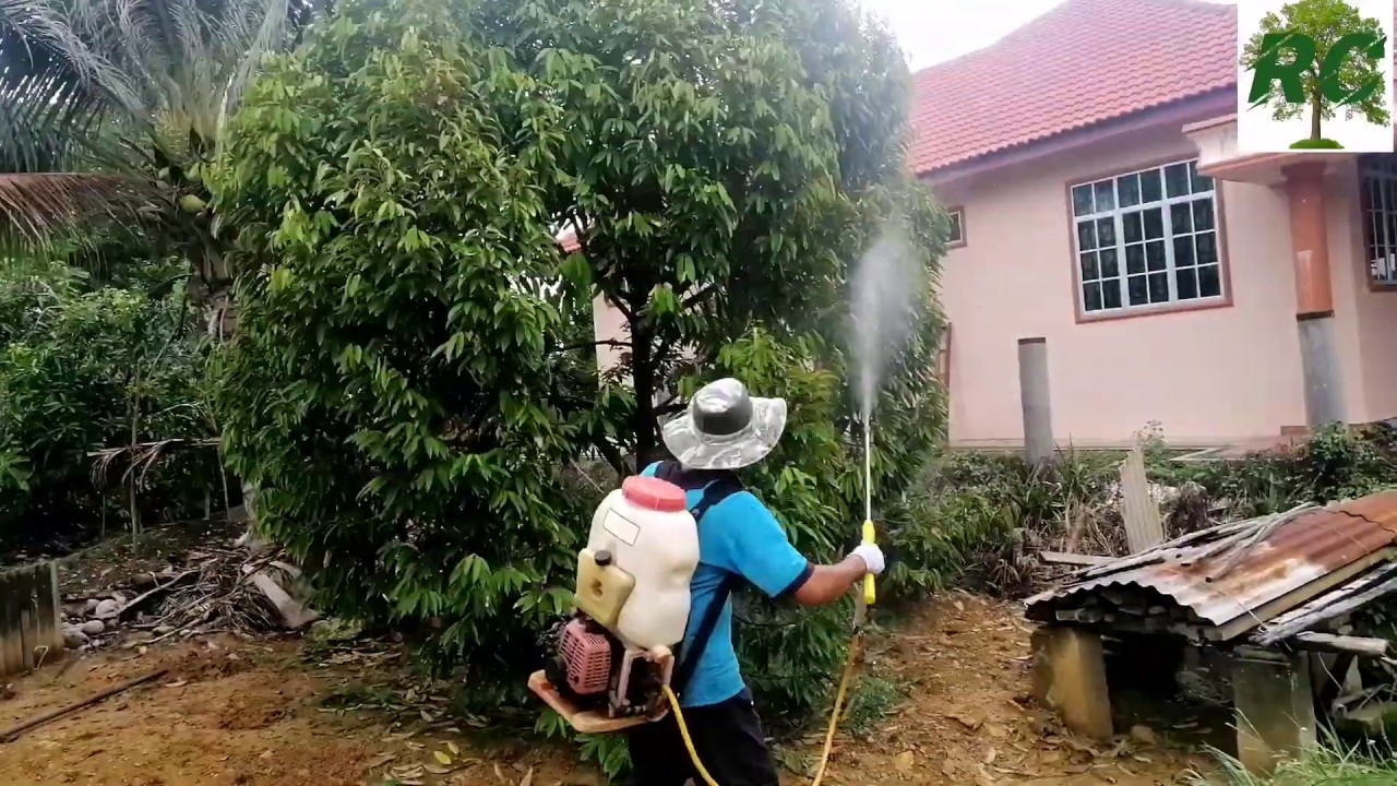 Cara membaja dan menyembur racun pada pokok durian Musang King !!! Dan yang lain ...