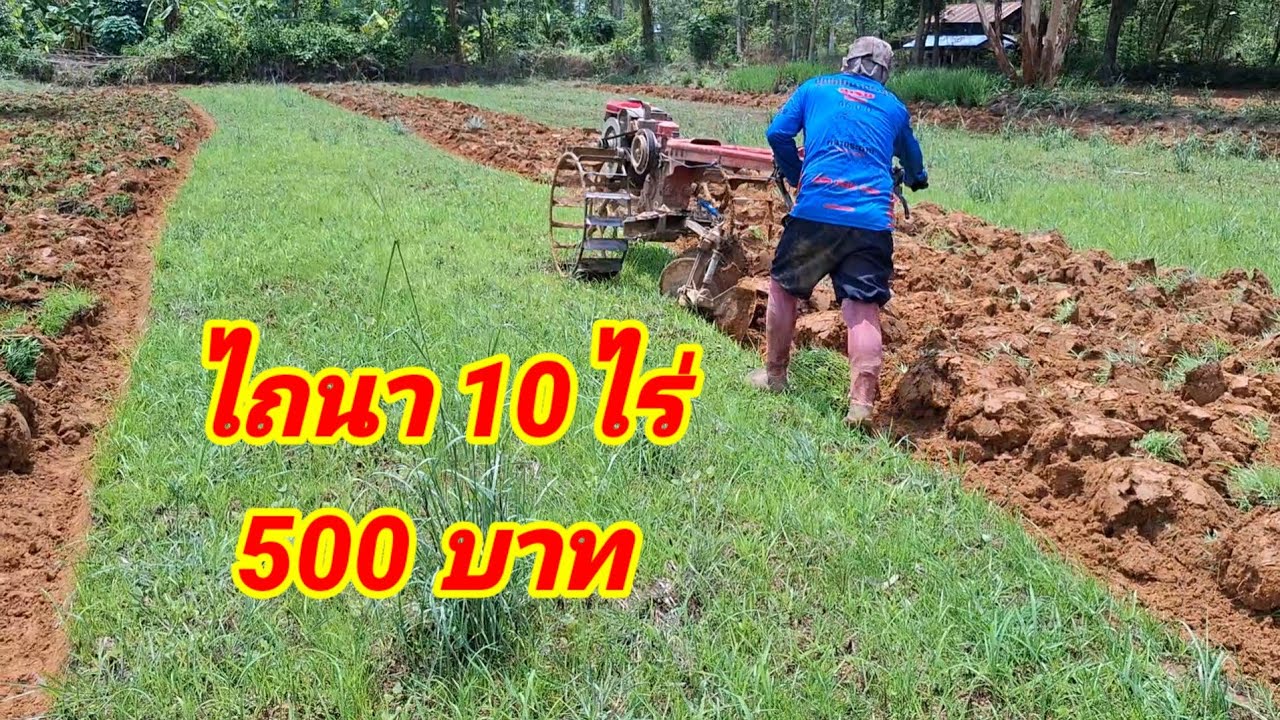 หาดูอยากไถนาสิบไร่ 500 บาทน้อยคนที่ทำได้สุดยอด
