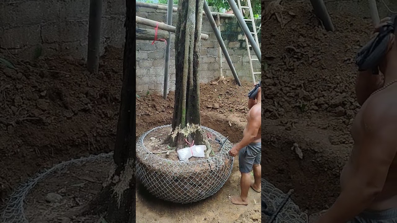 Cách bó bầu cây trứng gà víp lh 0979289606