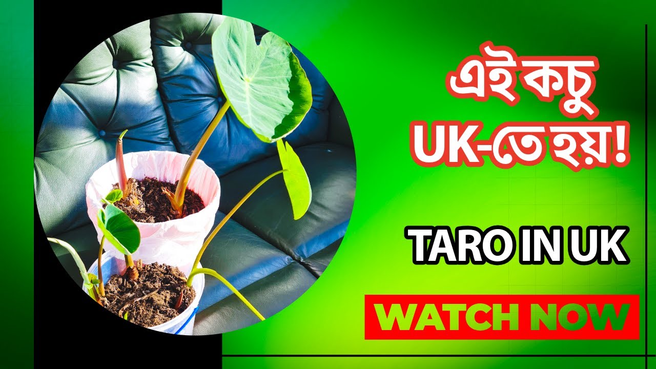ইউকে তে কৃষ্ণ কচু চাষ | UK-তে দেশী টারো চাষ কিভাবে করবেন? Viral Farming দেশী সবজি চাষ করা কি সম্ভব?