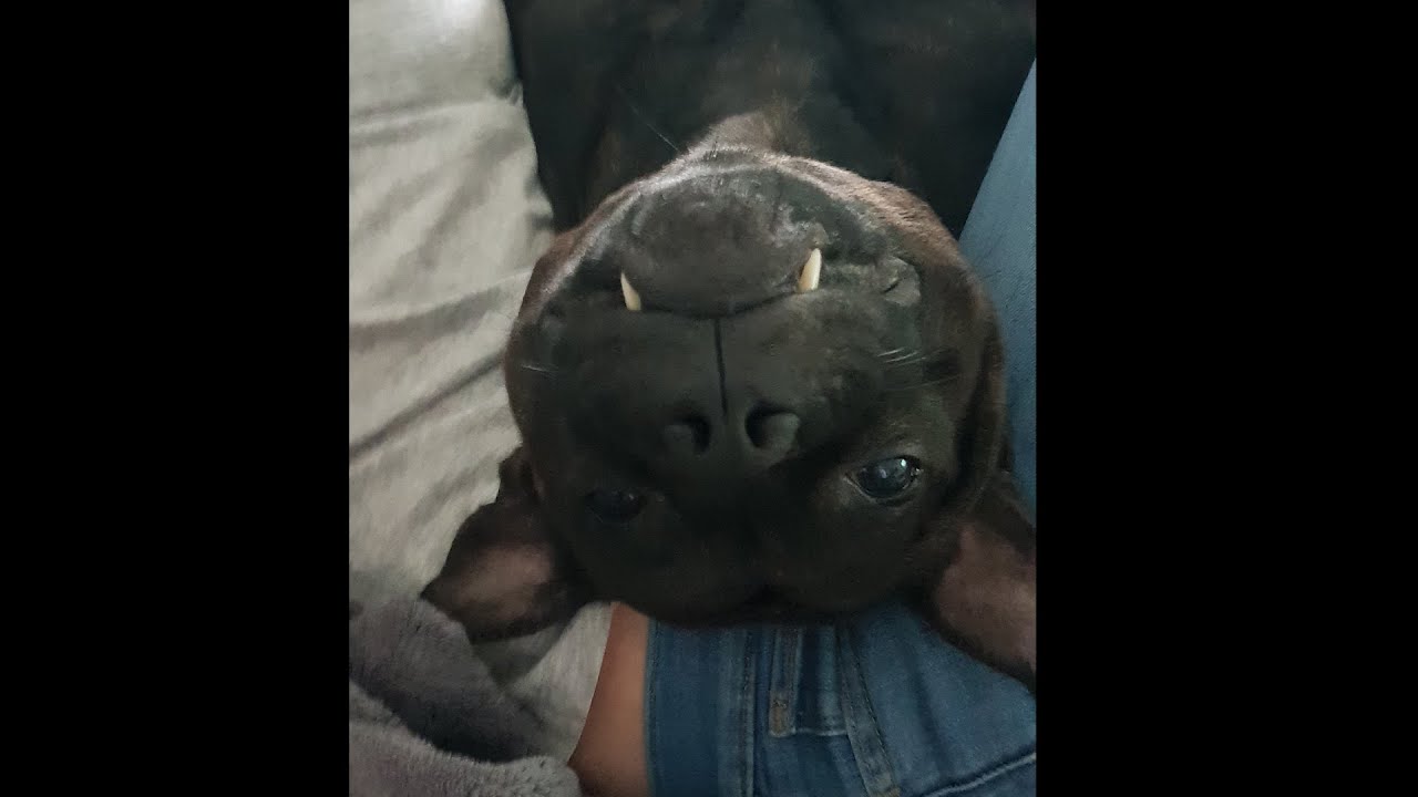 Get a Staffy they said, it will be fun they said.. (Staffordshire Bull Terrier)