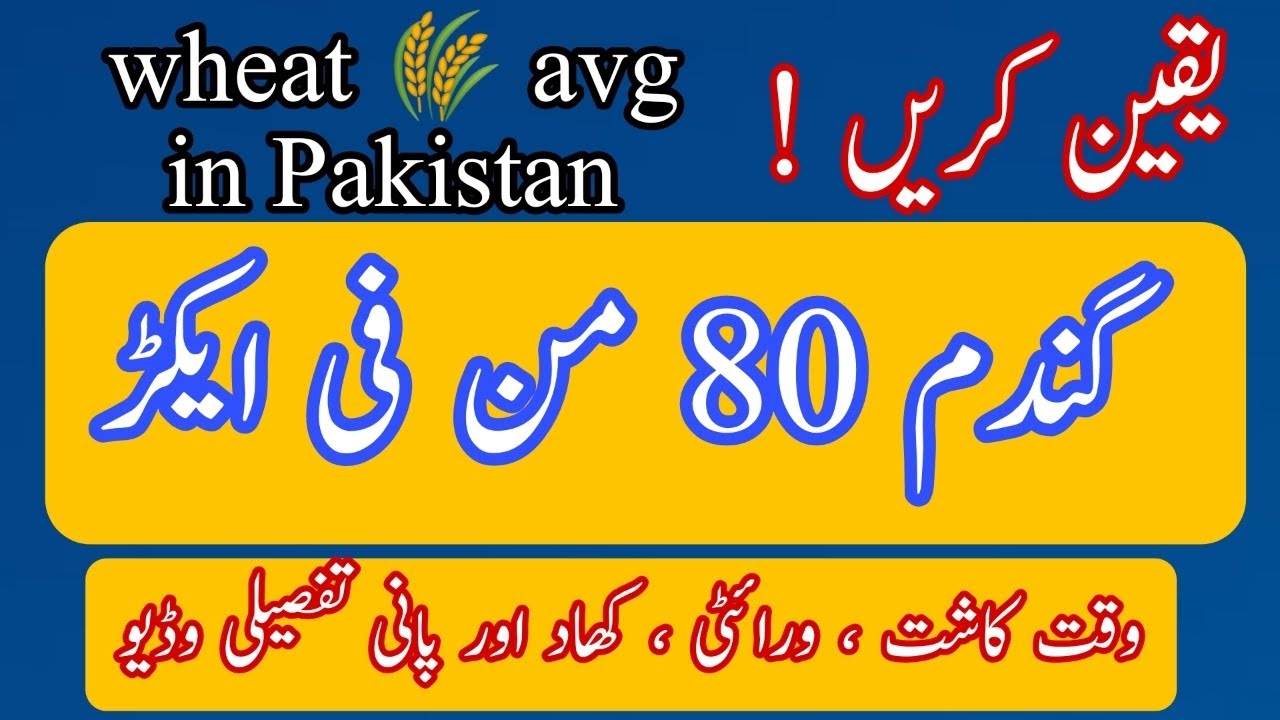 Wheat 🌾 80 maund par acker total avg 65 man par acker || #wheat #farming #agriculture #pakistan