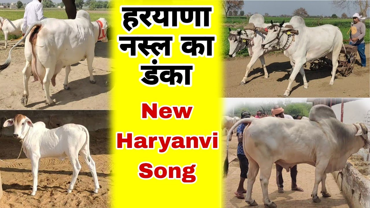हरयाणा नस्ल का डंका || New Haryanvi Song || Singer Anjali Arya || BIFA आगी र BIFA आगी र 