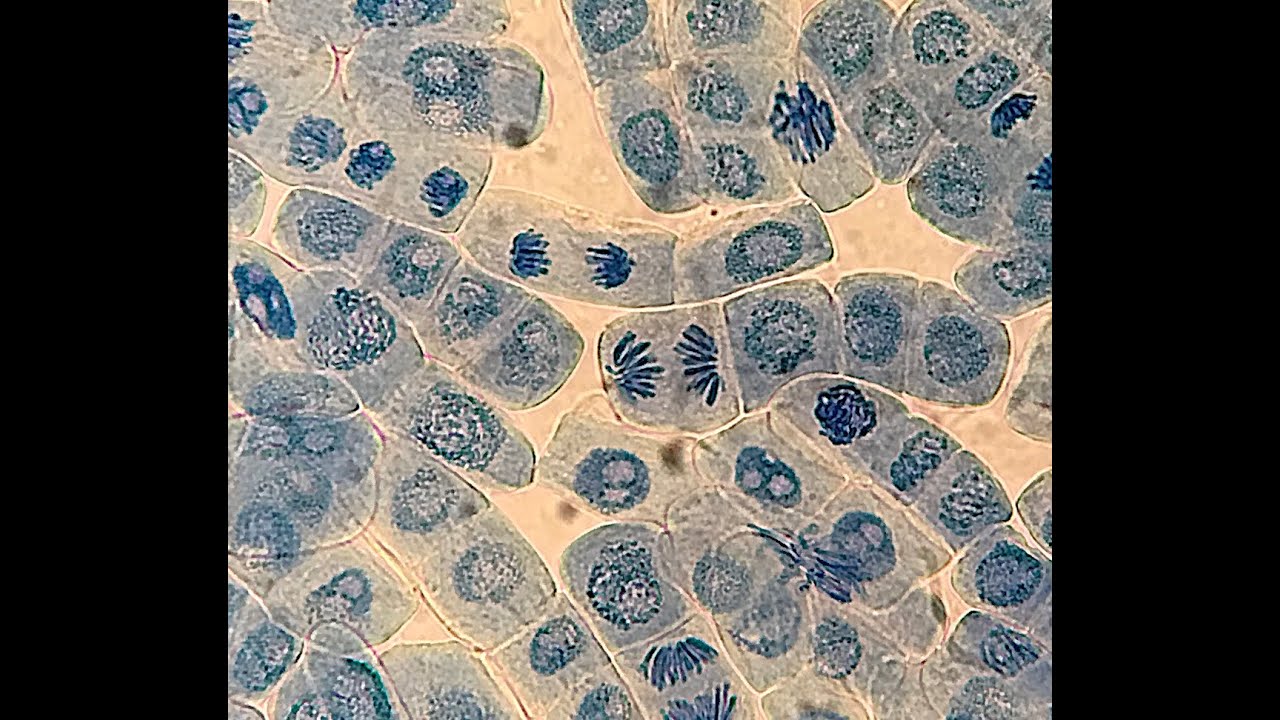 Mitosis en raíz de ajo o cebolla. Protocolo