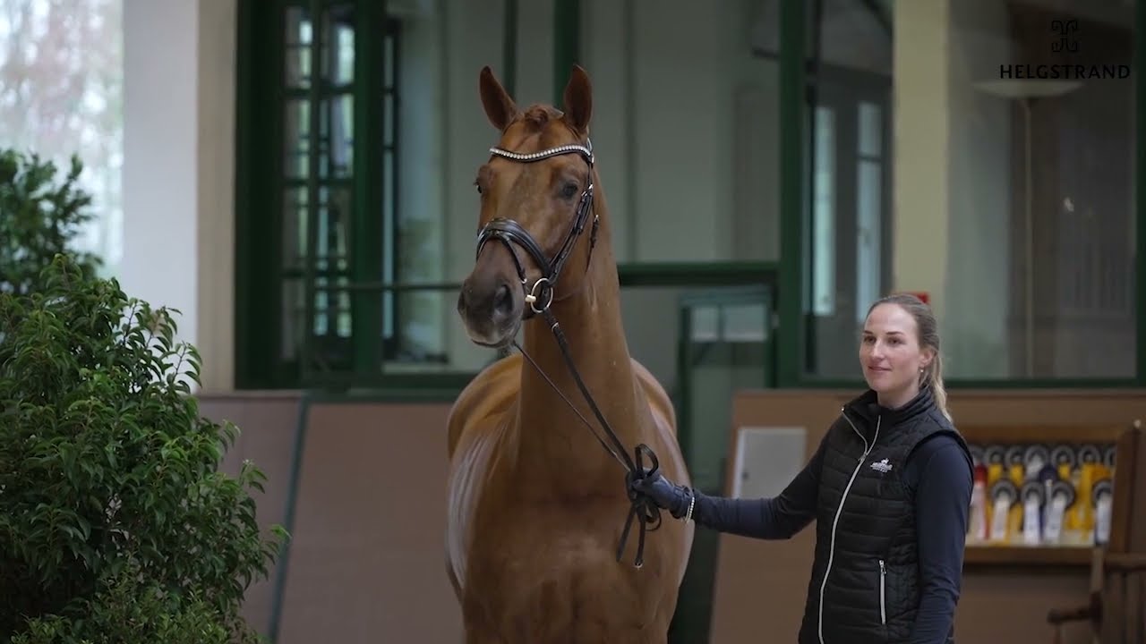 Vitalos by Vitalis / De Niro - stallion born 2017 (ENG)