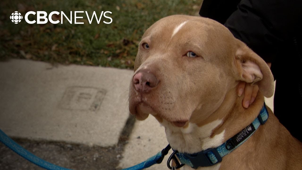 Toronto temporarily waives adoption fees for large breed dogs