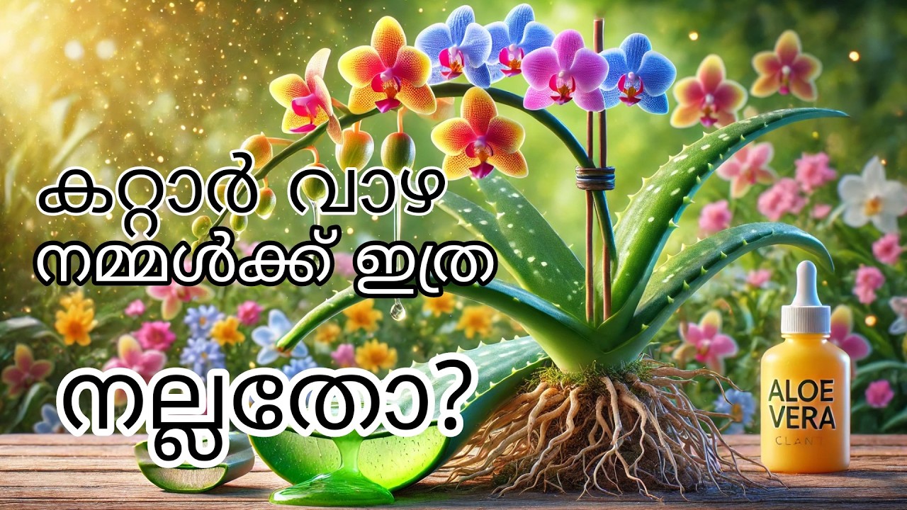 കറ്റാർ  വാഴ എന്തിന് |How to use Aloevera to Boost Orchid Health|Rc garden| 9846090759|