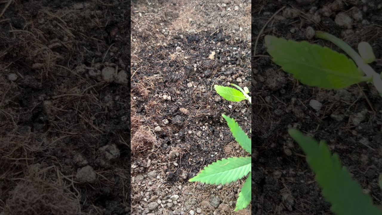 Outdoor cannabis LST & Topping Update