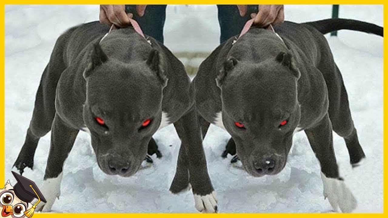 20 verbotene Hunde, die zu gef&auml;hrlich sind