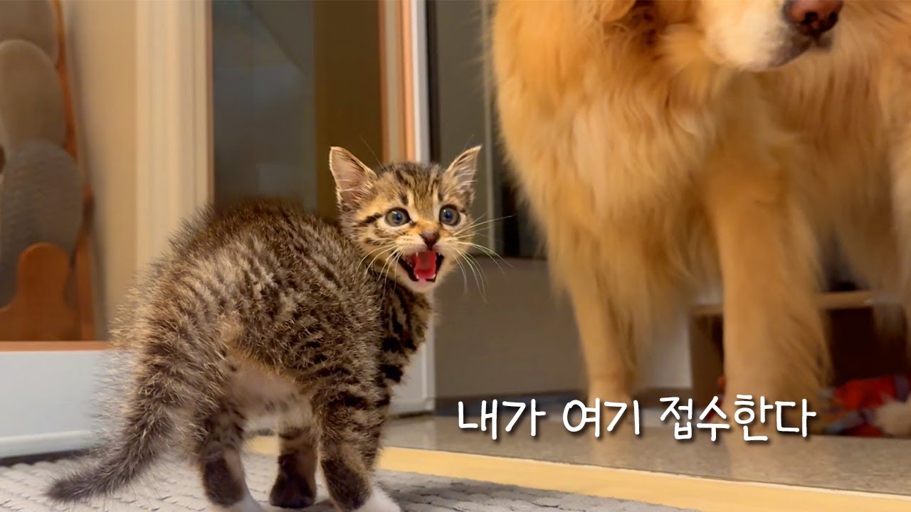 대형견이 살고있지만 여기 접수할게