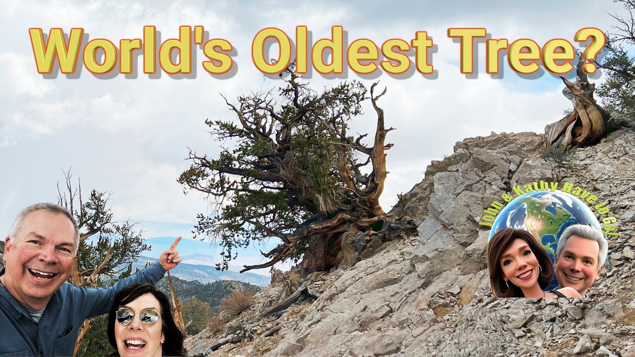 Hunting the Oldest Tree on Earth in the Ancient Bristlecone Pine Forest, California